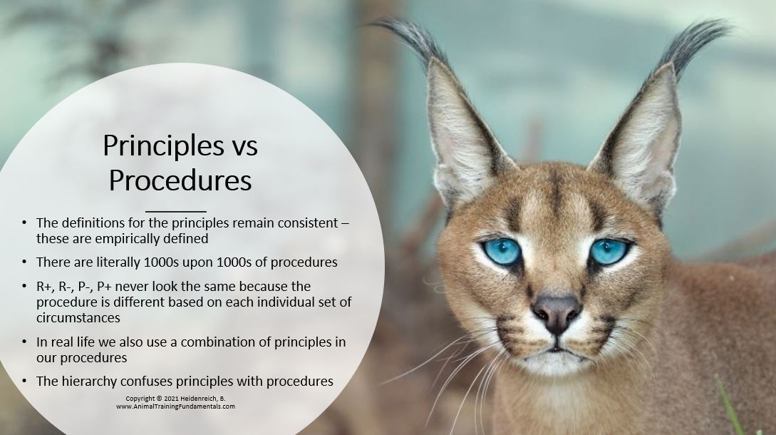 Behavior Intervention Guidelines (B.I.G.) Animal Training Fundamentals